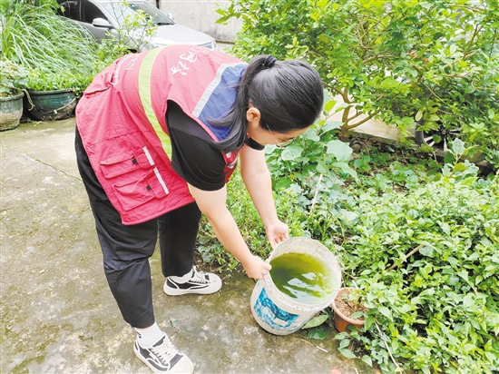 市疾控中心工作人員清理積水以預(yù)防登革熱。