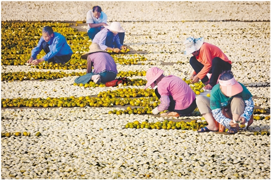 2023年，新會(huì)陳皮全產(chǎn)業(yè)鏈總產(chǎn)值達(dá)230億元。