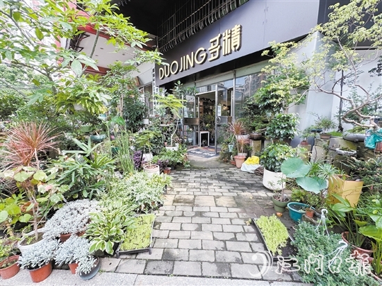 “多精植物”的門口錯落有致地?cái)[放著形態(tài)各異的植物。