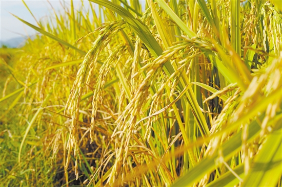 江門金黃色的稻谷呈現(xiàn)出一幅美麗鄉(xiāng)村畫卷，吸引游人來欣賞田園風光。