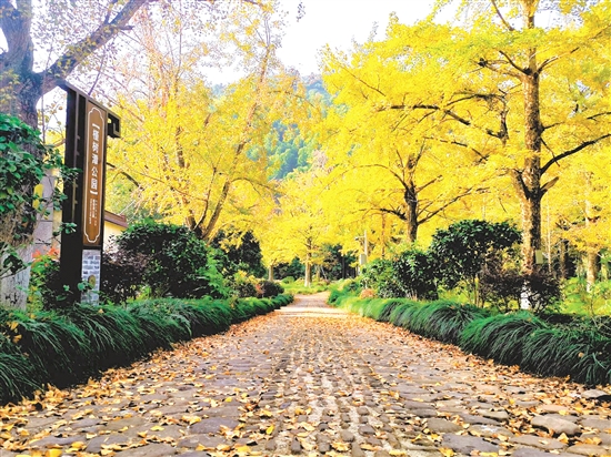 八都岕十里古銀杏長廊，成了游客尋覓秋日童話的浪漫之地。