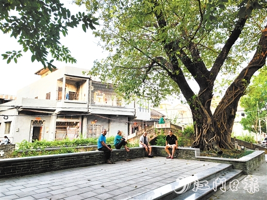 老人們在古榕樹下乘涼話家常。