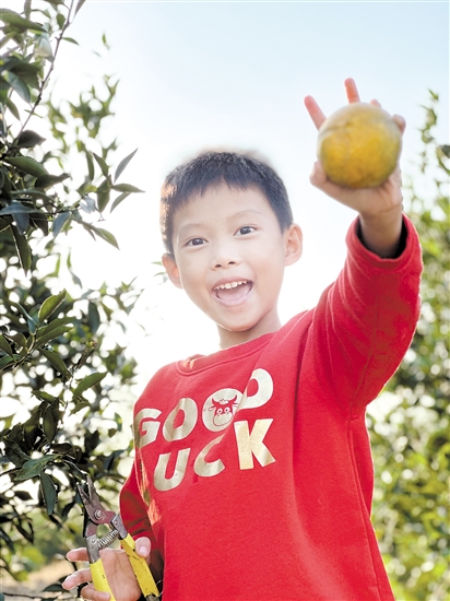 不少親子家庭體驗摘柑樂趣。