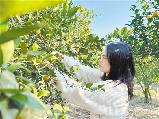 游客正在采摘皇帝柑。