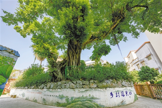 村內(nèi)的古榕已經(jīng)300多歲了。