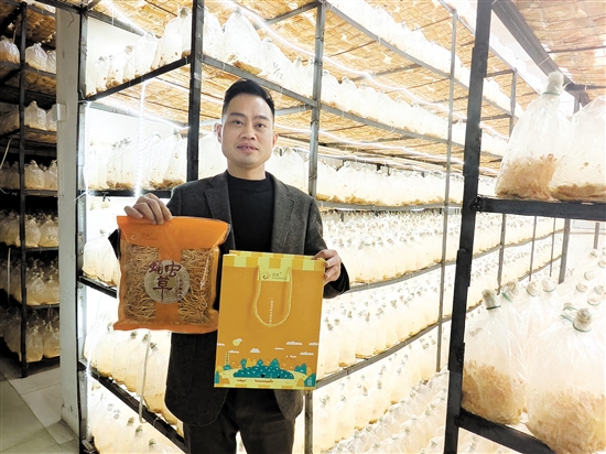 蛹蟲(chóng)草春節(jié)禮盒包裝受到青睞。