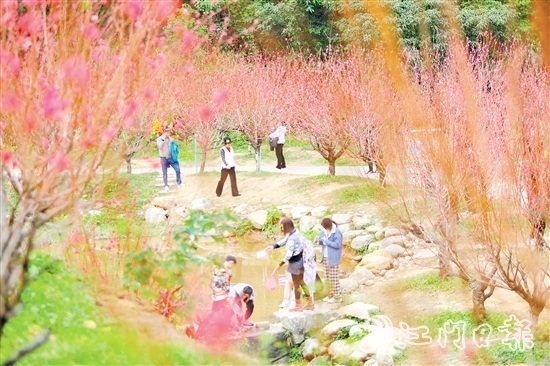 白水帶風景區(qū)桃花盛開，吸引大量游客前來打卡。付師華
