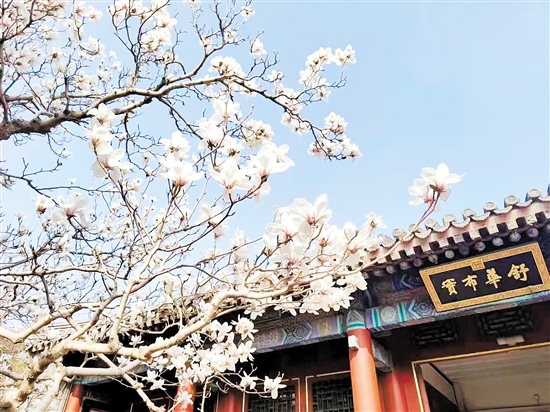 春天，北京頤和園的白玉蘭盛放，尋芳賞春正當(dāng)時(shí)。