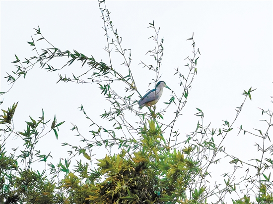 小鳥佇立枝頭。