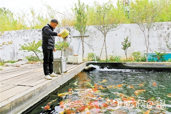 在新港錦鯉養(yǎng)殖場，場主劉耀新將餌料一撒而下，塘中色彩艷麗的錦鯉蜂擁而至，爭搶食物。
