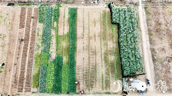 村民劉錦雄在呂步村租用約0.8公頃富含礦物質(zhì)和微量元素的優(yōu)質(zhì)土地，開展荷塘芥蘭培育工作。