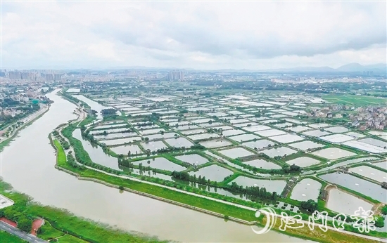 古勞鎮(zhèn)發(fā)動魚塘養(yǎng)殖戶開展魚塘清淤，推動魚塘養(yǎng)殖增產(chǎn)增收。