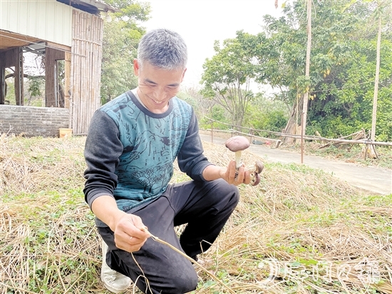 勞浩山介紹赤松茸時滔滔不絕。