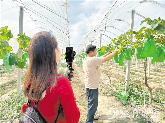 專業(yè)主播手持手機(jī)在農(nóng)場直播帶貨。