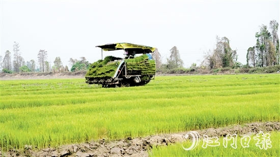 插秧機(jī)在農(nóng)田來(lái)回穿梭，運(yùn)送秧苗。