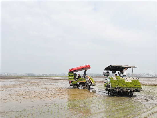 插秧機(jī)在田間穿梭作業(yè)，提高了插秧的效率。