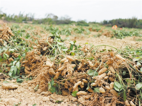 鶴城鎮(zhèn)南中村去年種下的花生迎來了收獲。