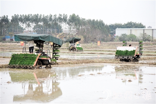 恩平市全力組織開展春耕生產(chǎn)，田間地頭一派熱火朝天的景象。