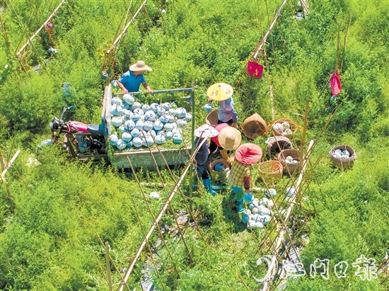 科技品牌雙輪驅(qū)動(dòng)下，潭碧冬瓜打出了品牌效應(yīng)。