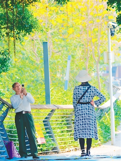 在有著70余年歷史的江門(mén)船廠遺址，黃花風(fēng)鈴木迎風(fēng)綻放，吸引眾多游客打卡拍照，仿佛讓人置身于“時(shí)空長(zhǎng)河”，隨手一拍，便是大片。陳嬋