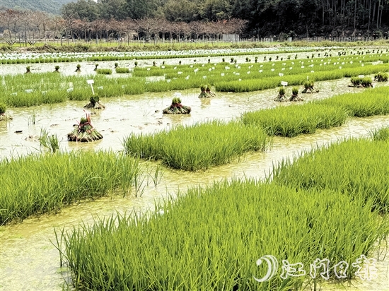 在陽光的照耀下，育苗水田上的稻苗煥發(fā)出勃勃生機(jī)。