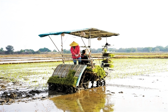 機(jī)械化作業(yè)提高農(nóng)戶種糧效益。