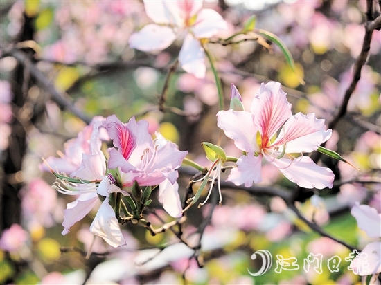 在沙坪河南岸濕地公園，宮粉紫荊燦爛綻放。