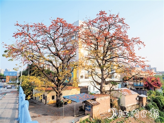 沙坪街道谷埠橋頭挺立著兩株高大的木棉花，花朵落下，為房屋和街道染上一片“英雄色”。