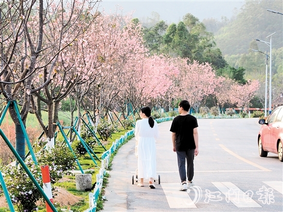 鶴城鎮(zhèn)城西村忠心崗櫻花大道迎來了櫻花盛開的時節(jié)，游客們在櫻花香中漫步。