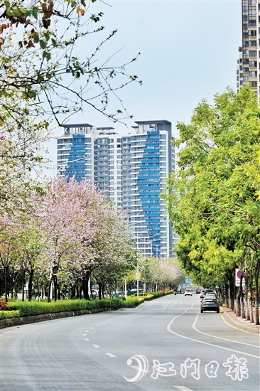 鶴山市沙坪街道容章路迎來宮粉紫荊的盛花期。