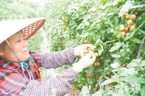 水塘村的圣女果迎來收獲季，農(nóng)戶忙著采摘。