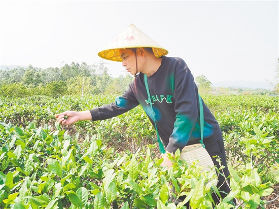 莫華振在茶園里采摘春茶，經(jīng)過數(shù)年培育，今年茶園迎來豐收。