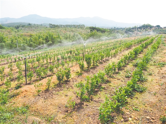 鶴山市真斗茶業(yè)有限公司的新茶園配備了自動噴淋系統(tǒng)，為茶樹生長提供充足水分。