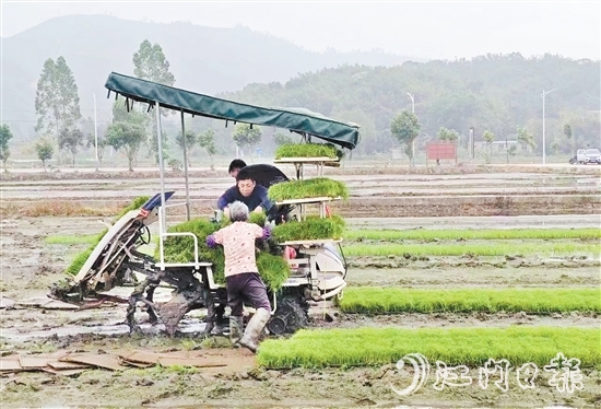 試驗(yàn)基地在開展鹽堿地改造、耐鹽堿水稻試驗(yàn)的同時(shí)，帶動周邊農(nóng)戶參與，讓村民實(shí)現(xiàn)“家門口”就業(yè)。