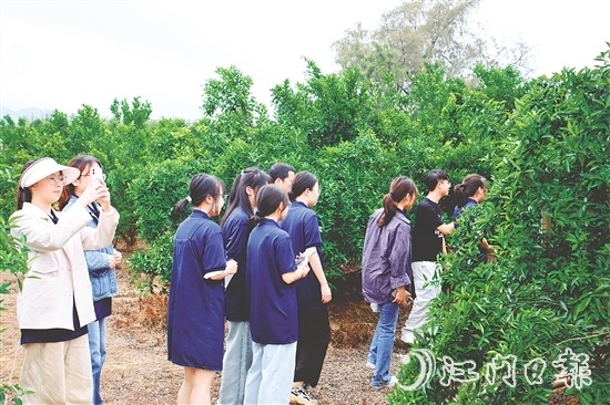 港澳學(xué)子們?cè)谏澈?zhèn)和平村的茶枝柑種植基地深入了解恩平茶枝柑產(chǎn)業(yè)的發(fā)展現(xiàn)狀。