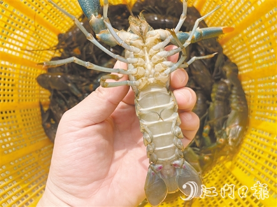 澳洲藍龍蝦品質(zhì)優(yōu)、價格高。