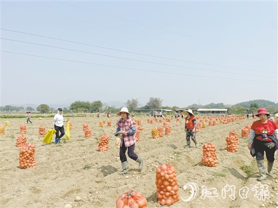 恩平市作為全省“社村合作”12個(gè)試點(diǎn)之一，“社村合作”通過(guò)技術(shù)支持、拓寬渠道、品牌賦能等方式，助力馬鈴薯產(chǎn)業(yè)向好發(fā)展。