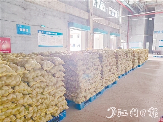 得益于廣東供銷（恩平）天業(yè)冷鏈物流產(chǎn)業(yè)園，已收獲的馬鈴薯得到較好的存放，還可以根據(jù)市場(chǎng)變化錯(cuò)峰出售，爭(zhēng)取更好的價(jià)格。