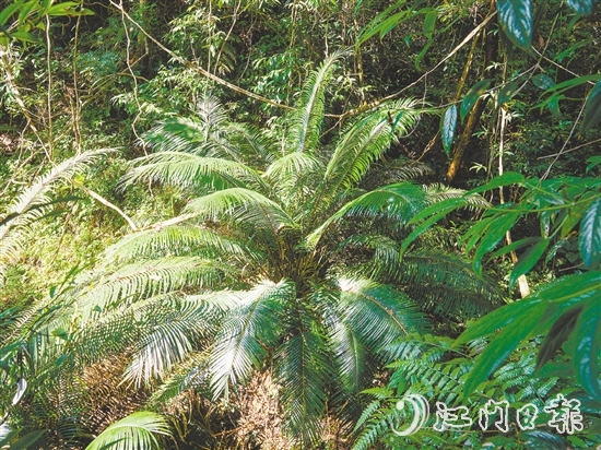 七星坑保護(hù)區(qū)內(nèi)首次發(fā)現(xiàn)國(guó)家一級(jí)保護(hù)植物——仙湖蘇鐵。