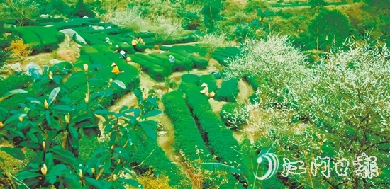 大沙鎮(zhèn)得天獨(dú)厚的自然環(huán)境孕育了品質(zhì)優(yōu)異的大沙茶。