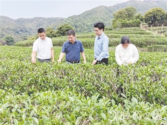 大沙鎮(zhèn)人大主動開展采茶工招聘宣傳工作，為群眾提供就近務(wù)工機(jī)會。