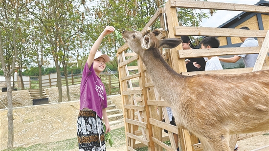 在七星山牧場，小朋友與萌寵互動。