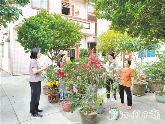 江海區(qū)鄉(xiāng)村綠化工作深入人心。圖為禮樂街道駐新華村干部、村“兩委”干部入戶開展鄉(xiāng)村綠化評分。
