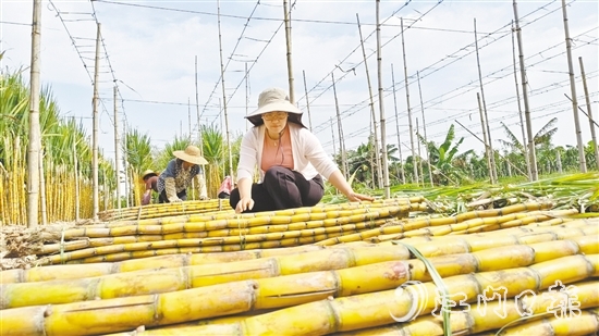 果蔗迎來豐收，聶紅梅在蔗田里收甘蔗。