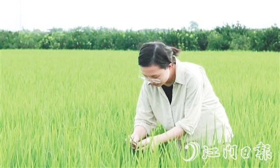 王蒙主要負(fù)責(zé)水稻、玉米的新品種選育、比較試驗(yàn)及示范推廣工作。