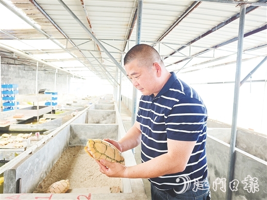 莫立覺仔細(xì)觀察種龜?shù)纳L(zhǎng)情況。