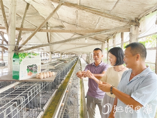 馮匯琪（中）走進(jìn)珍珠雞養(yǎng)殖場(chǎng)，為弓田村土特產(chǎn)“帶貨”。