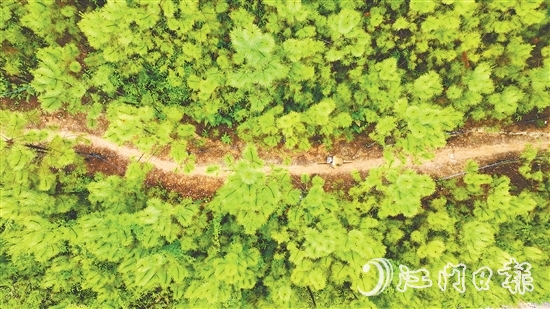 選手們騎行在山林間，和恩平美麗自然風光融為一體。