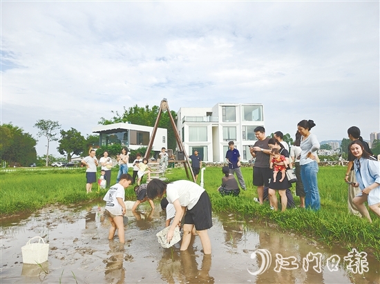 近段時(shí)間，不少外地游客專門到恩平市簕菜文化創(chuàng)意園參與農(nóng)耕活動(dòng)。