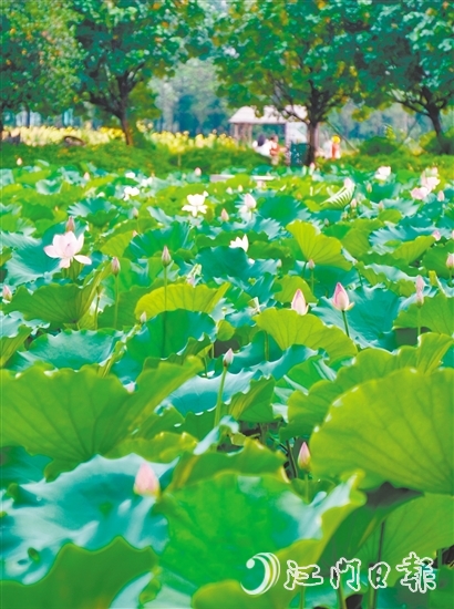 江海都市農(nóng)業(yè)生態(tài)園荷花悄然綻放，預(yù)計端午前后進(jìn)入盛花期。龔靜